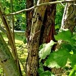 Crataegus coccinea Bark