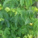 Gossypium hirsutum Hoja
