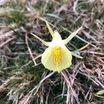 Narcissus bulbocodium Kukka