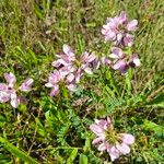 Coronilla variaBlodyn