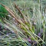 Carex ornithopoda Kvet