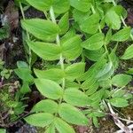 Polemonium carneum Foglia