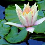 Nymphaea mexicana Blomst
