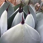 Agave parryi ഇല
