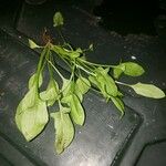 Rumex acetosella Leaf
