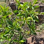 Coptosperma graveolens Blad