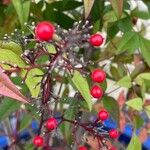 Nandina domestica Fruct
