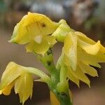 Polystachya pyramidalis Flower