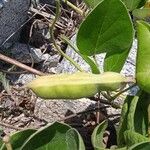 Canavalia rosea Frukto