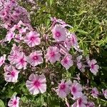 Phlox paniculata Cvet