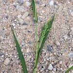 Panicum miliaceum Blad