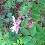 Indigofera decora Flor
