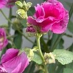 Alcea setosa 花