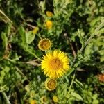 Pulicaria vulgarisFlower