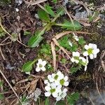 Saxifraga androsacea Cvet