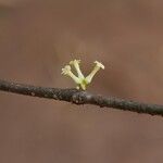 Pleiocarpa pycnantha Flower