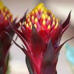 Guzmania conifera 花