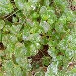 Peperomia pellucida Ліст