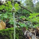 Epipactis microphylla Flor