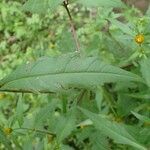 Bidens connata Blad