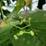 Coussapoa villosa Frukt