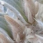 Blepharis ciliaris ᱪᱷᱟᱹᱞᱤ