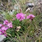 Viscaria alpina Fiore