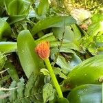 Haemanthus coccineus Virág