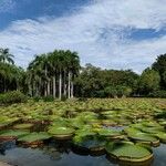 Victoria amazonica Habitat