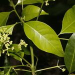 Trichilia pleeana Leaf
