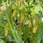 Selaginella selaginoides Flor