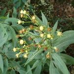 Senecio cacaliaster অন্যান্য