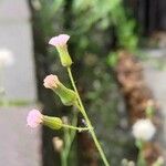 Emilia sonchifolia Цвят