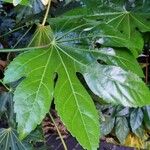 Fatsia japonica ഇല