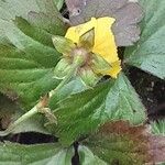 Waldsteinia ternata Цветок