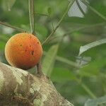 Garcinia kola Fruit