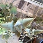 Kalanchoe beharensis Hoja