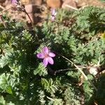 Erodium cicutariumFlower