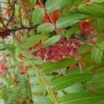 Rhus typhinaFlor