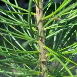 Pinus bungeana പുറംതൊലി