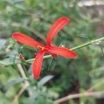 Anisacanthus quadrifidus Цветок
