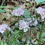 Dianthus barbatusFlower