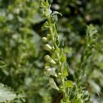 Scutellaria albida その他の提案