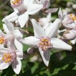 Deutzia hybrida Fleur