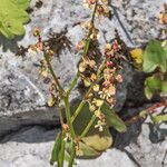 Rumex scutatusFleur