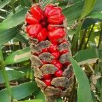 Zamia integrifolia Fruit