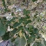 Tilia tomentosa 葉