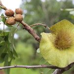 Pterocarpus angolensis Fruto