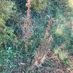 Amaranthus hybridus Habit