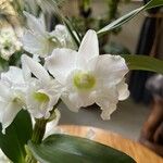 Dendrobium nobileКвітка